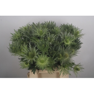 Eryngium Love White Green