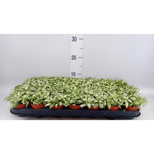 Fittonia  'Mosaic White Forest Fla'
