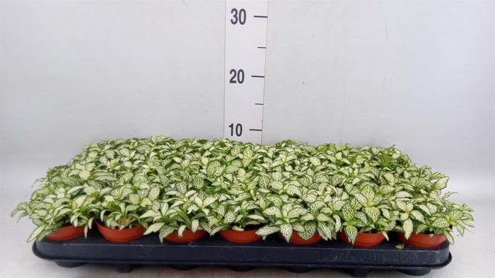 <h4>Fittonia  'Mosaic White Forest Fla'</h4>