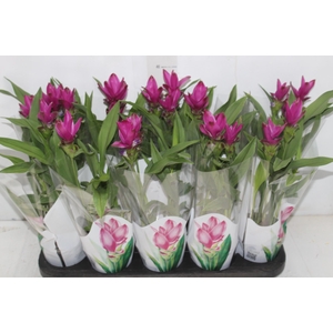 CURCUMA SIAM SPLASH P12