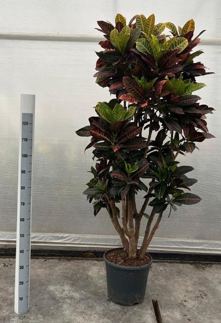 <h4>COD GR PETRA</h4>