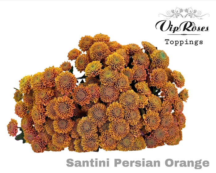 CHR S PERSIAN ORANGE