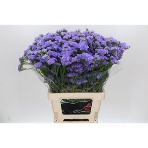 Limonium Statice Crystal Light Blue