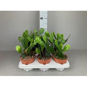 Opuntia jamaicensis