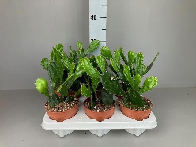 <h4>Opuntia jamaicensis</h4>