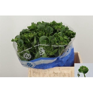 RAN PON PON PETERPAN