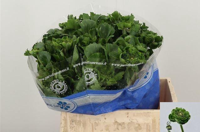 <h4>RAN PON PON PETERPAN</h4>