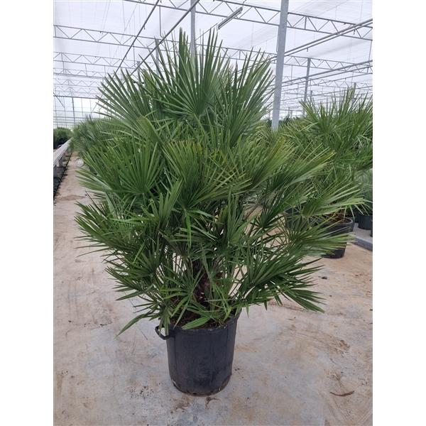 <h4>Chamaerops humilis</h4>