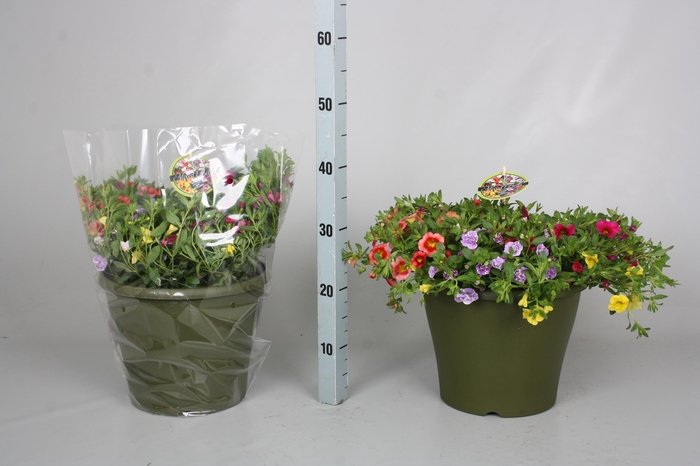 <h4>CALIB MINIF GEM POT</h4>