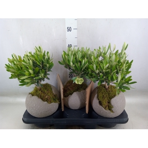 Arr.   Tuinplanten H%