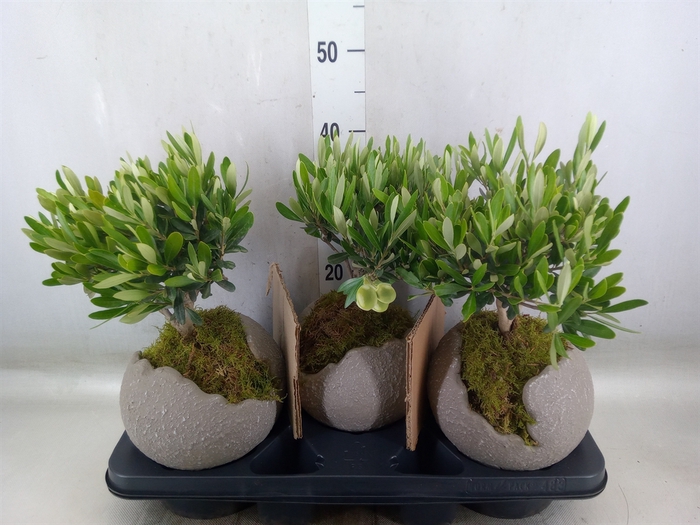 <h4>Arr.   Tuinplanten H%</h4>