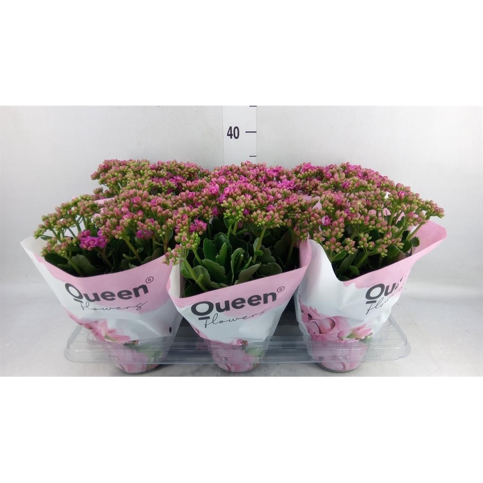 <h4>Kalanchoe  'MoreFlow Augusta'</h4>