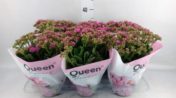 <h4>Kalanchoe  'MoreFlow Augusta'</h4>
