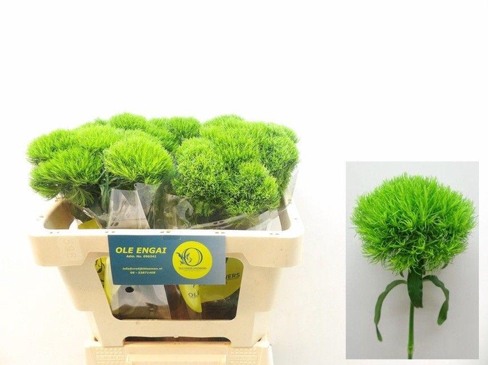 <h4>Di Barb Kiwi Mellow</h4>