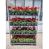 Pel Zon F1 Mixk 1 Klr Per Tray