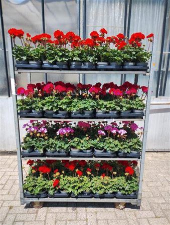 Pel Zon F1 Mixk 1 Klr Per Tray