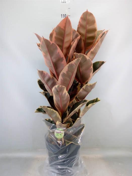 <h4>Ficus elastica 'Belize'</h4>