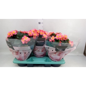 Begonia elat. HL 'Belove Peach'