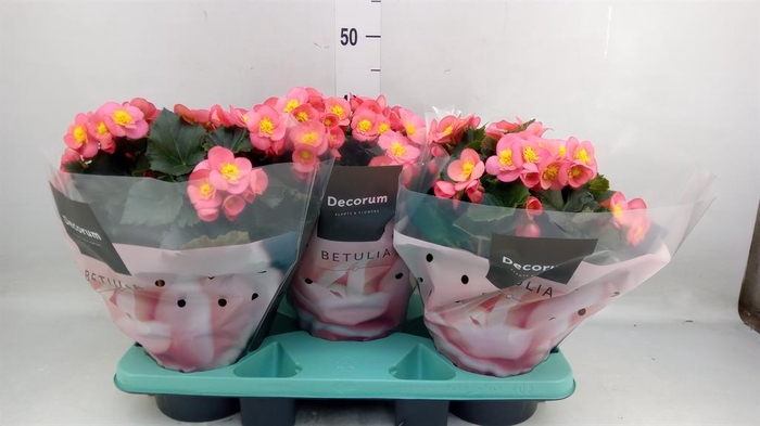 <h4>Begonia elat. HL 'Belove Peach'</h4>
