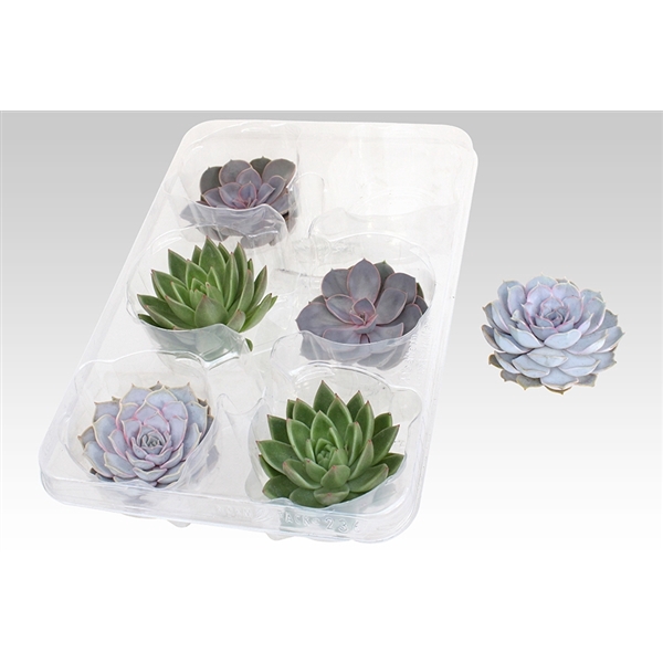 <h4>Ami Deco - cut Echeveria mix 11 cm</h4>