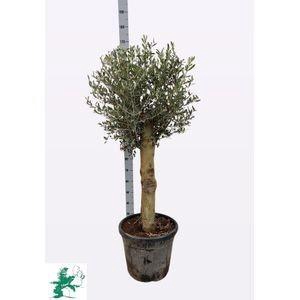 <h4>OLEA EUROPAEA</h4>