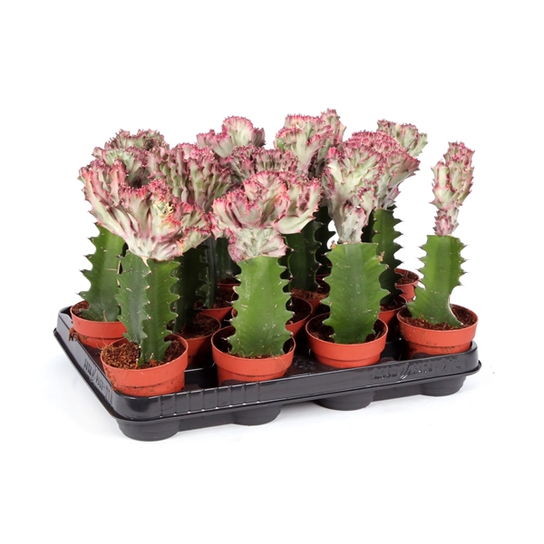 <h4>Euphorbia lactea cristata 8,5 cm</h4>