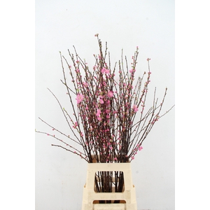 PRUNUS TRILOBA VERTAKT 100CM