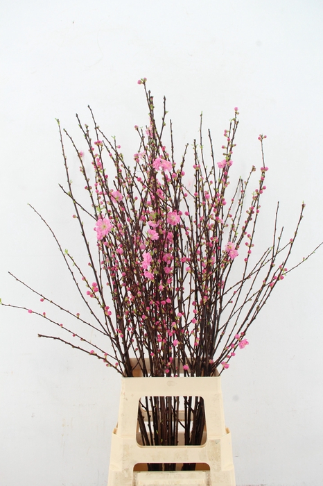 <h4>PRUNUS TRILOBA VERTAKT 100CM</h4>
