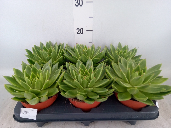 <h4>Echeveria  'Miranda'</h4>