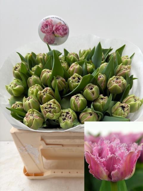 <h4>TU FR CAIRNS</h4>