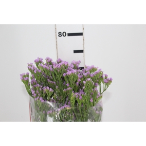 STATICE SINZII LILAC 080 CM