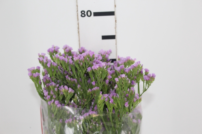 <h4>STATICE SINZII LILAC 080 CM</h4>