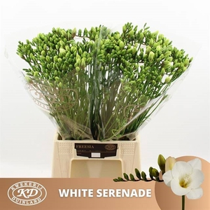 FR EN WHITE SERENADE