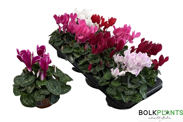 <h4>CYCL MD SUP MACRO</h4>