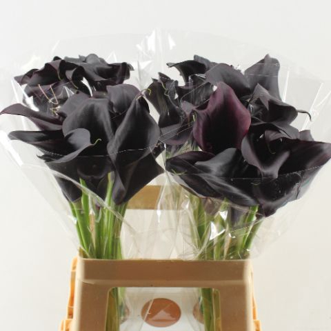 <h4>Calla Odessa Double</h4>