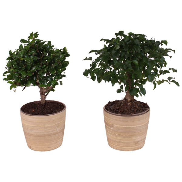 <h4>Bonsai Indoor Mix Ø12cm Ball Shape in Ø13cm Ceramic NT465</h4>