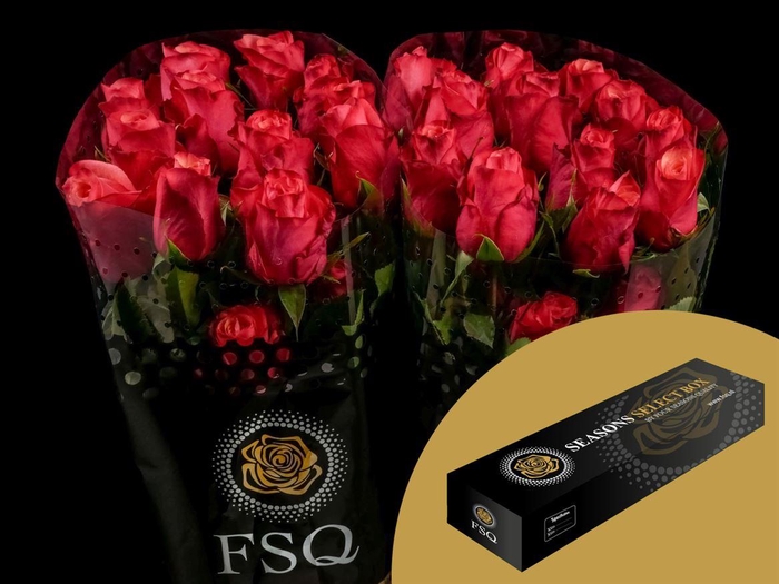 <h4>R GR Bogart Box</h4>