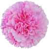 Dianthus St Doncel