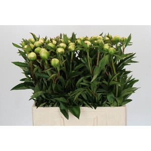 Paeonia Duchesse De Nemours