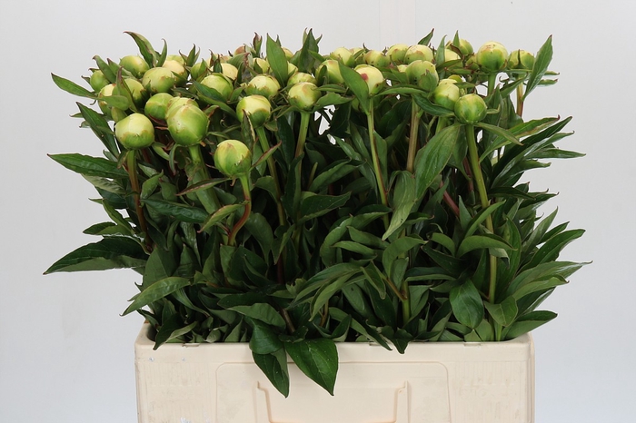 Paeonia Duchesse De Nemours