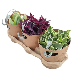 SUCCULENT MIX IN HANGING BASKET Ø16 WITH CARDBOARD TUBE - ECO-FRIENDLY TRAY 3 PCS (SUCCULENTEN)