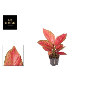 Aglaonema overig