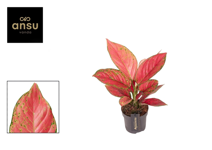 <h4>Aglaonema overig</h4>