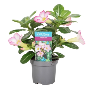 Adenium Obesum Pink Star