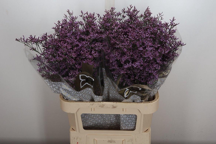 <h4>Lim Piuma Sky</h4>