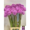 Allium Gladiator