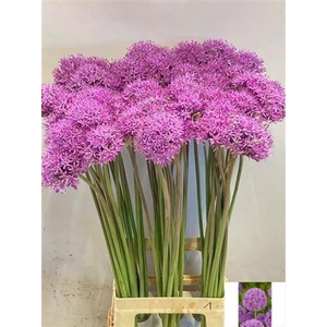 ALLIUM GLADIATOR