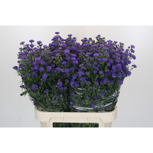 Aster Baby Parade