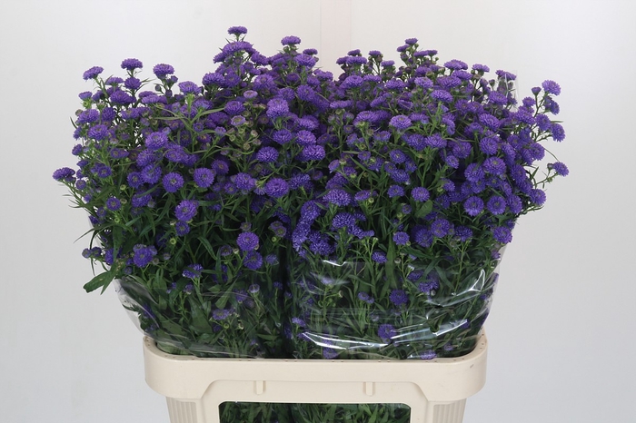 Aster Baby Parade