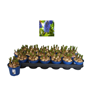 Bol op pot Muscari Marleen 9cm zonder steeketiket